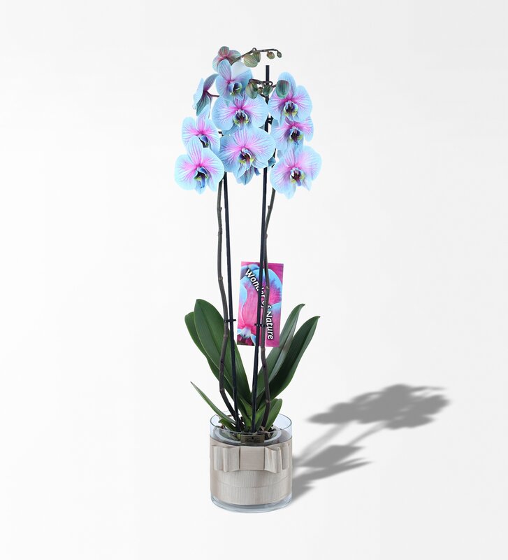 Mavı Renkli Orkide Çift Dalli